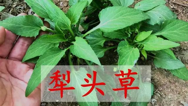 犁头草_犁头尖子草_草犁头草