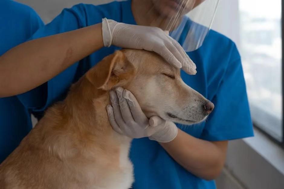 宠物医院_宠物医院装修_宠物医院需要什么资质