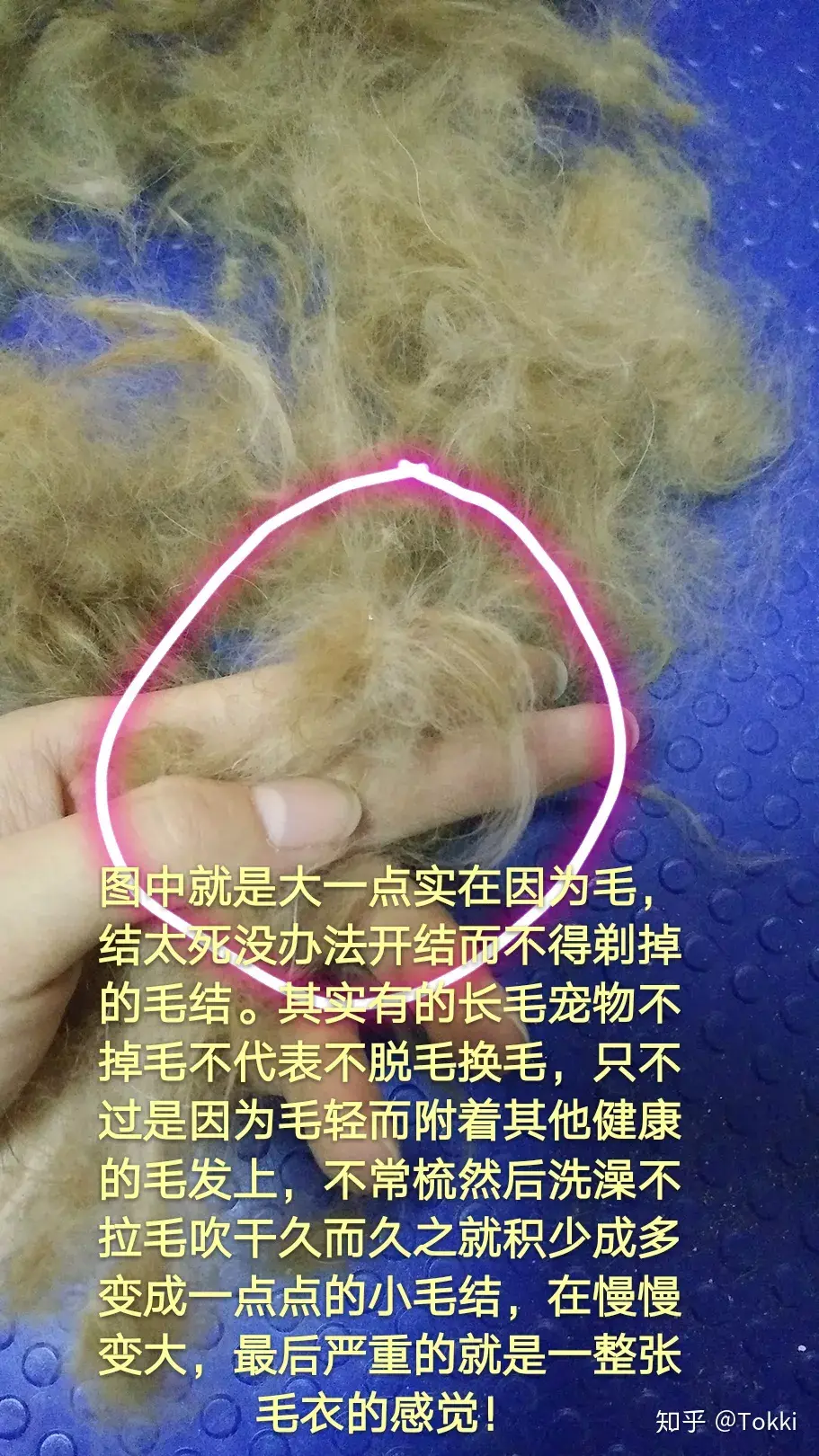 美容宠物游戏_宠物美容_美容宠物师证怎么考