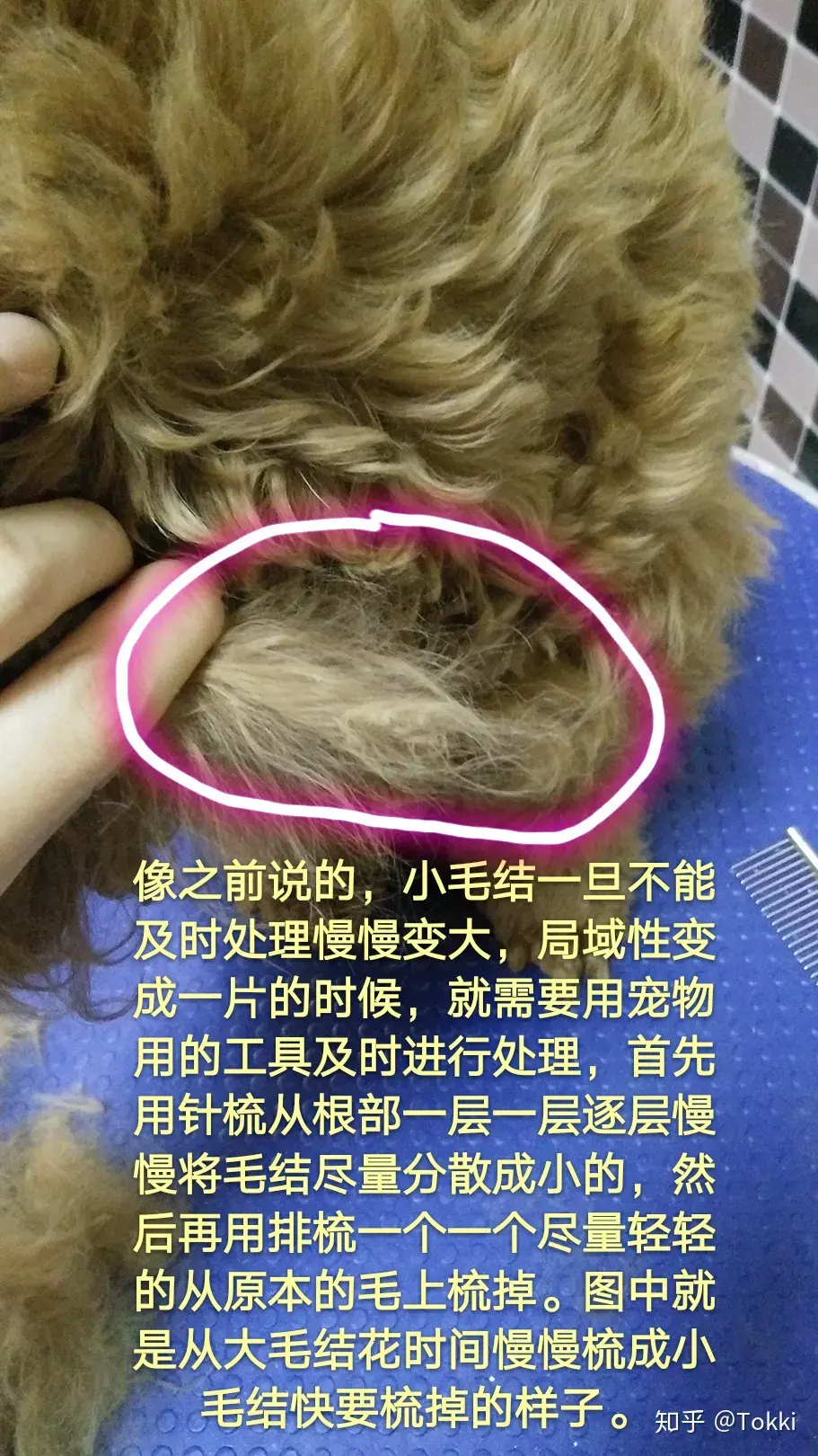 美容宠物游戏_宠物美容_美容宠物师证怎么考