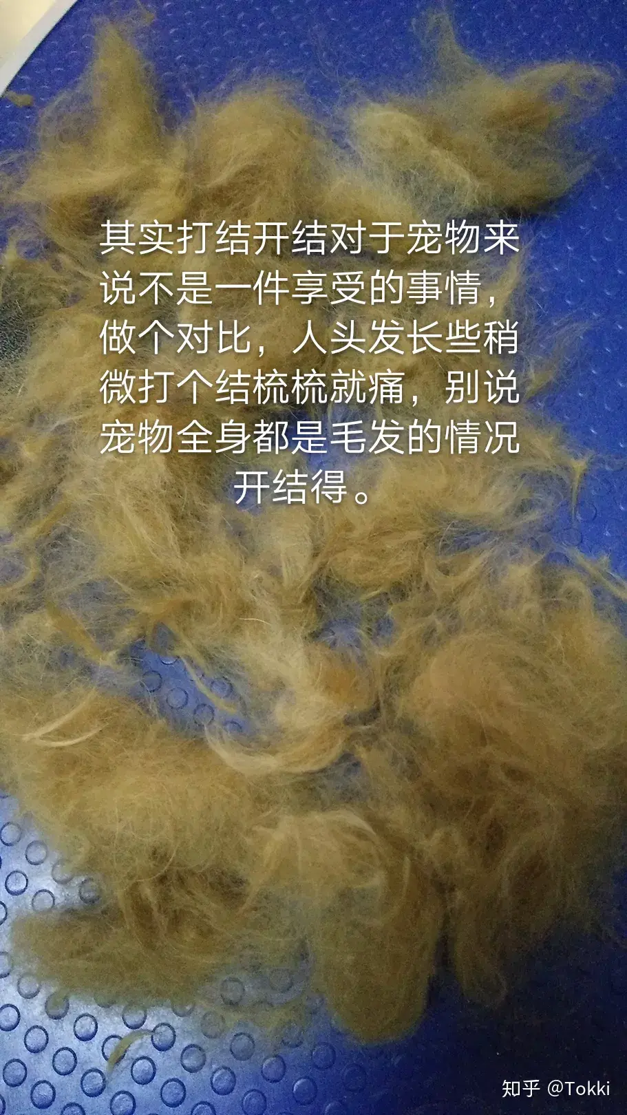 美容宠物师证怎么考_美容宠物游戏_宠物美容