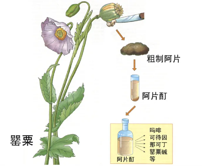 临床致幻_临床上最好的致病方法_《临床幻想》