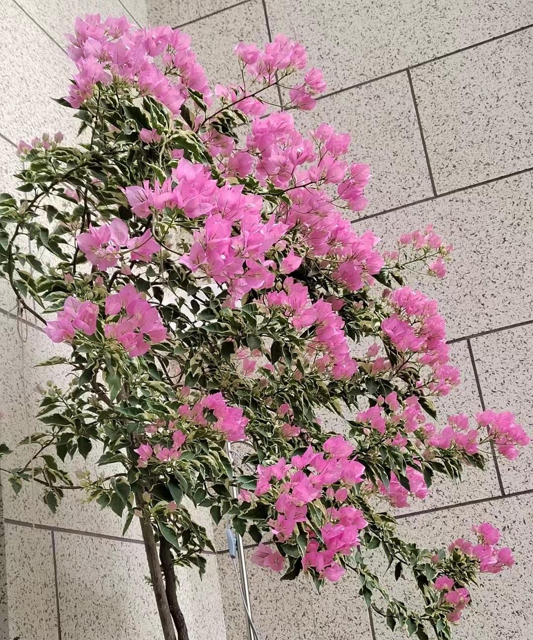 园艺植物栽培学_园艺植物_园艺植物病虫害防治