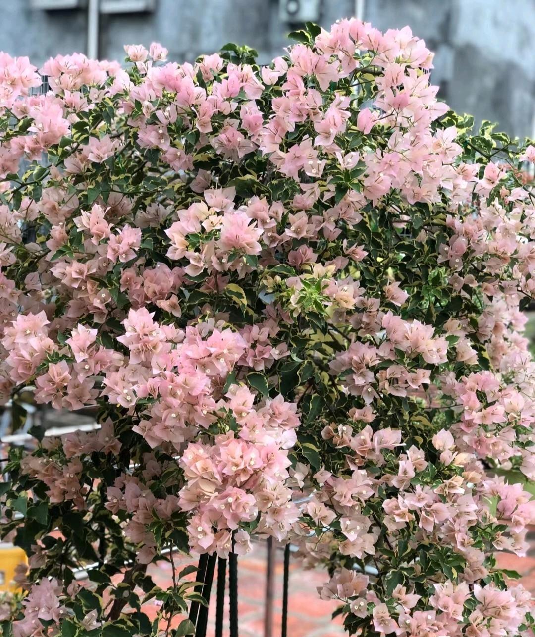 园艺植物_园艺植物病虫害防治_园艺植物栽培学