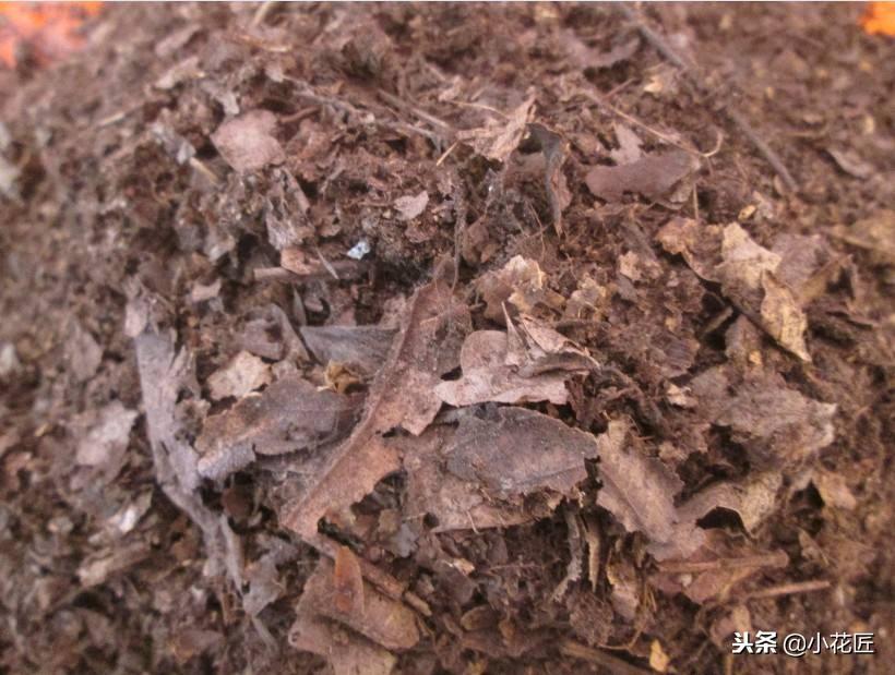 园艺植物育种学_园艺植物_园艺植物生物技术